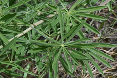 Lupinus caudatus