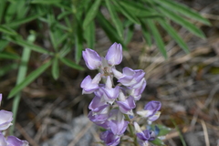 Lupinus caudatus
