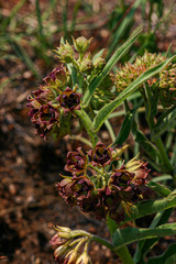 Pachycarpus chirindensis