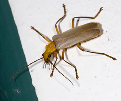 Chauliognathus cinguliventris