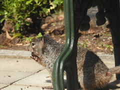 Otospermophilus variegatus