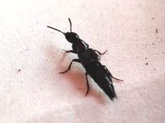 Quedius mesomelinus