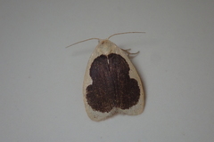 Pseudoblabes oophora