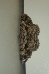 Psilalcis galsworthyi