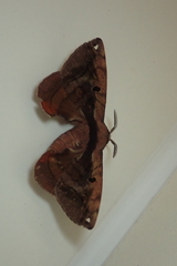 Prismosticta microprisma