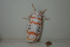 Cyana interrogationis