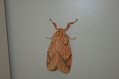 Barsine striata