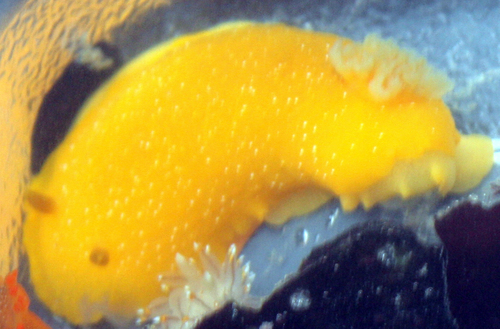 Doriopsilla fulva