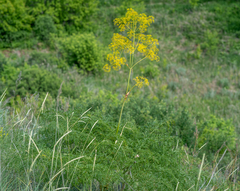 Ferula songarica