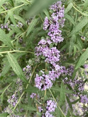 Buddleja alternifolia