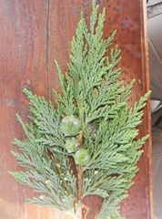 Cupressus × leylandii