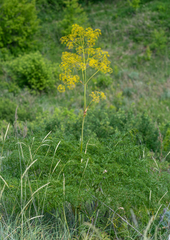 Ferula songarica