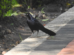 Quiscalus mexicanus