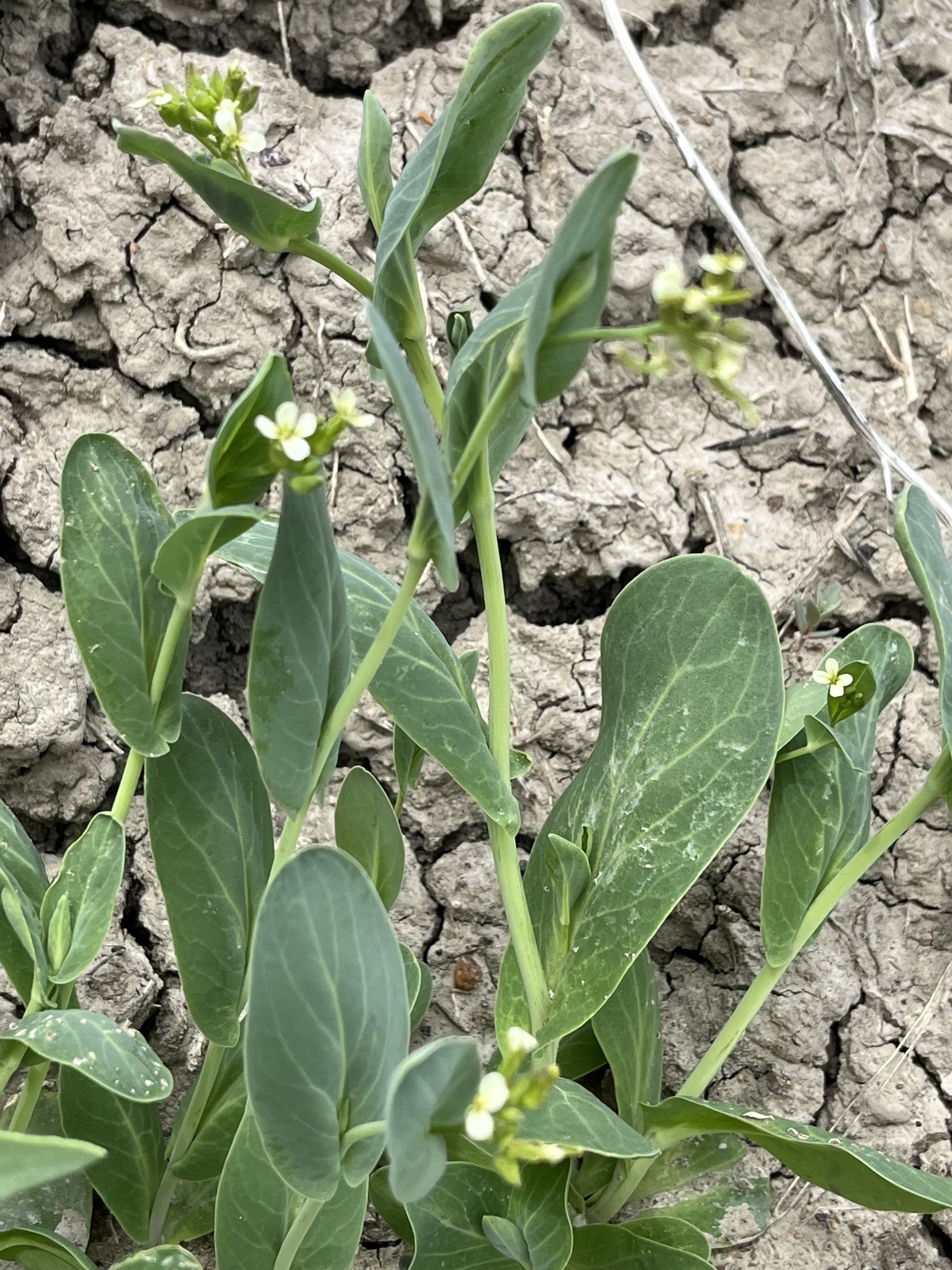 hare's ear mustard, orient-ackerkohl