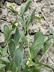 Conringia orientalis