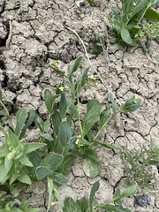 Conringia orientalis