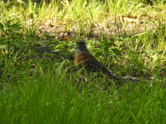 Turdus rufopalliatus