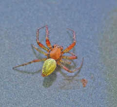 Araniella opisthographa