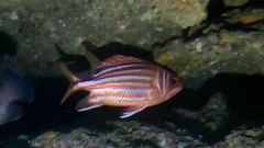 Sargocentron diadema