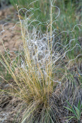 Stipa lessingiana