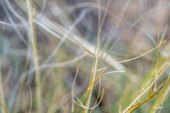 Stipa lessingiana
