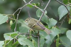 Phylloscopus kansuensis