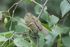Phylloscopus kansuensis