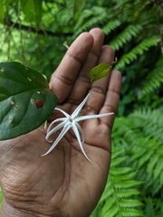 Apocynoideae
