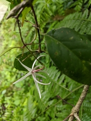 Apocynoideae