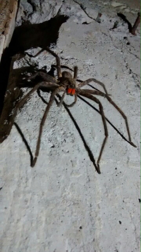 Red-faced Bromeliad Spider