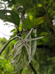 Apocynoideae