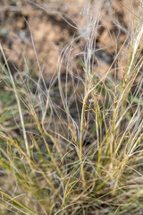 Stipa lessingiana