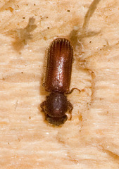Lyctinae