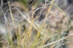 Stipa lessingiana
