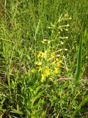 Lysimachia terrestris