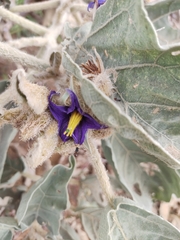 Solanum falciforme