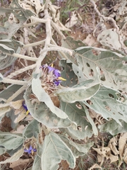 Solanum falciforme