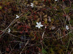 Lysimachia europaea