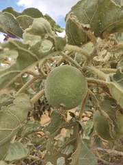 Solanum falciforme