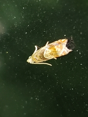 Ancylis uncella