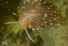 Sakuraeolis enosimensis