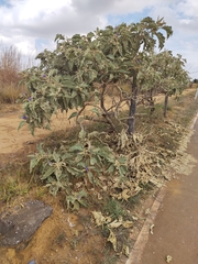 Solanum falciforme