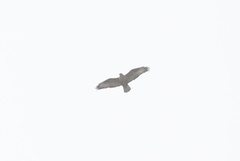 Buteo hemilasius
