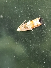 Ancylis uncella