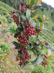 Viburnum erubescens