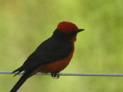 Pyrocephalus rubinus