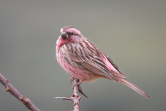 Carpodacus pulcherrimus