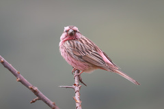 Carpodacus pulcherrimus