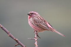 Carpodacus pulcherrimus