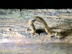 Ophthalmitis herbidaria